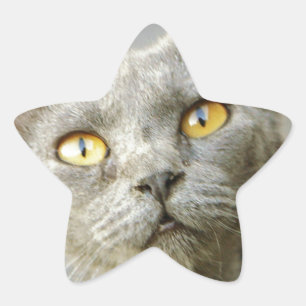 Adesito Estrela Cinza do Jean da última esperança