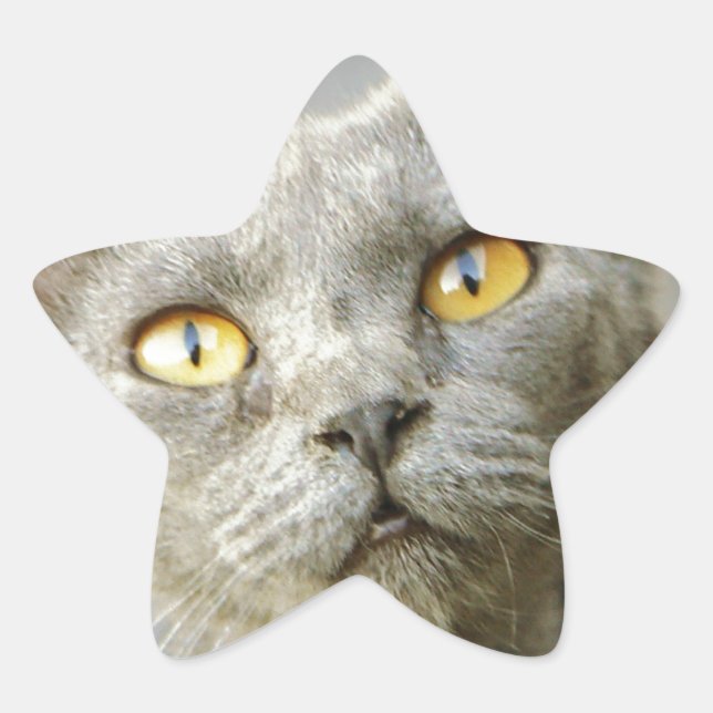 Adesito Estrela Cinza do Jean da última esperança (Frente)