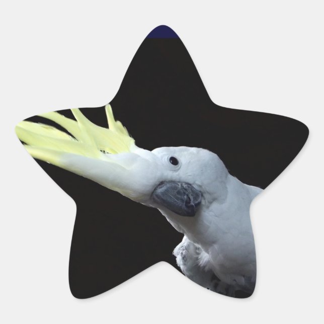 Adesito Estrela Cockatoo (Frente)