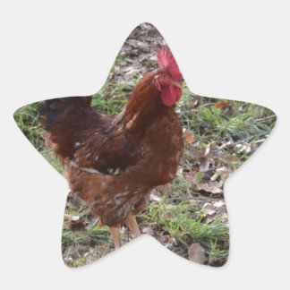 Adesito Estrela Cockerel