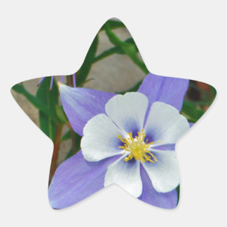 Adesito Estrela Columbina azul