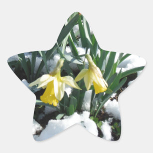 Adesito Estrela Daffodilos amarelos na neve