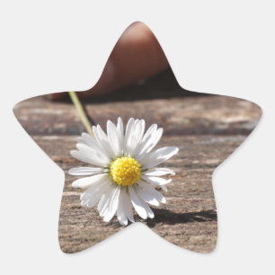 Adesito Estrela Daisy Flower