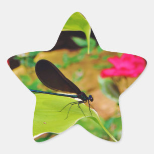Adesito Estrela Damselfly e Rosa