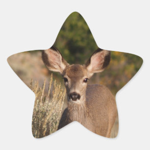 Adesito Estrela Deer Star Sticker