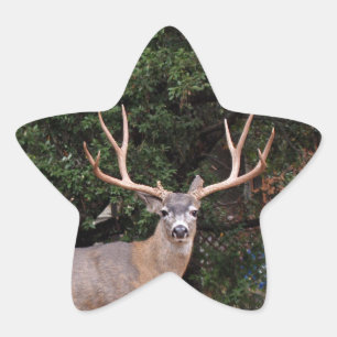 Adesito Estrela Deer Star Sticker