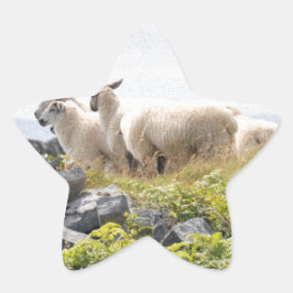 Adesito Estrela Designs Excêntricos - Ovelhas em um campo