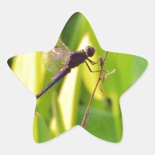 Adesito Estrela Dragonfly Blue e preto na grama.