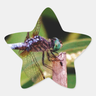 Adesito Estrela Dragonfly com flores brancas