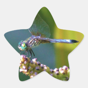 Adesito Estrela Dragonfly de olhos lacrimejados