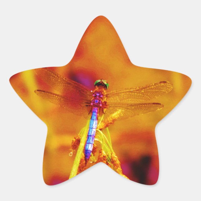 Adesito Estrela Dragonfly em âmbar e fuschia (Frente)