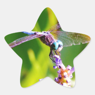 Adesito Estrela Dragonfly Teal & Purple