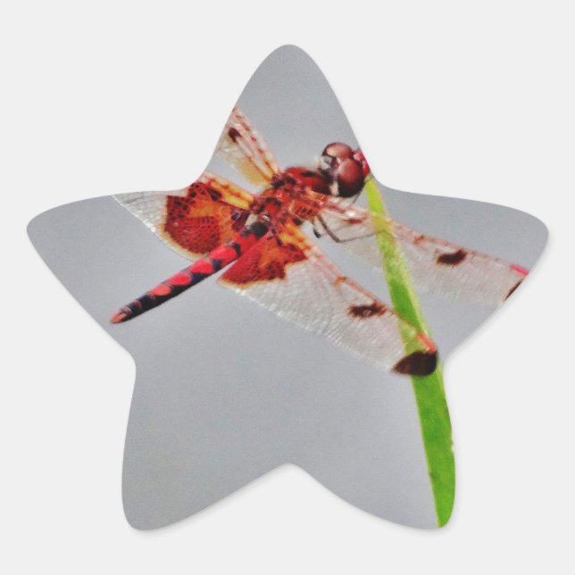 ADESITO ESTRELA DSC00029.JPG (Frente)