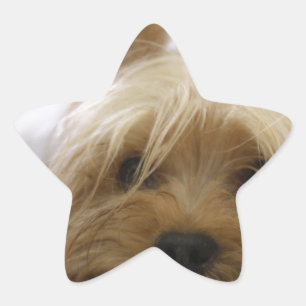 Adesito Estrela filhote de terrier de yorkshire animalzinho cachor