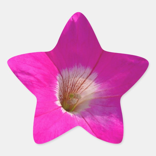 Adesito Estrela flor de petúnia rosa (Frente)