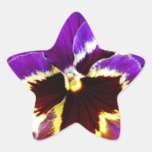 Adesito Estrela Flor pansível púrpura e amarela
