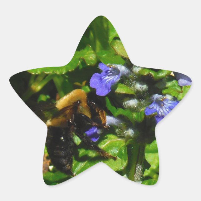 Adesito Estrela Flor Roxo e Abelhas (Frente)
