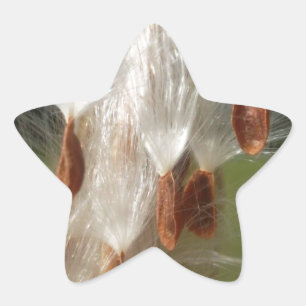 Adesito Estrela Flora e Fauna Vintage Milkweeds Flutuantes.jpg