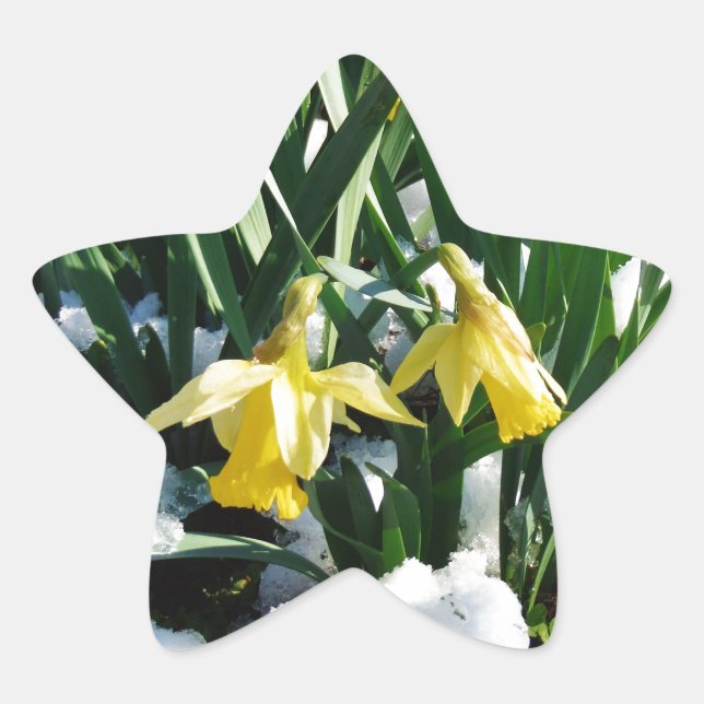 Adesito Estrela Flores amarelas Daffodils na neve (Frente)
