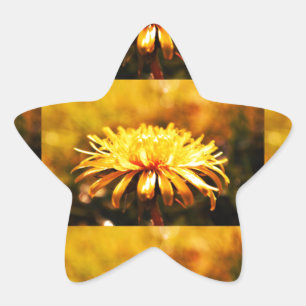 Adesito Estrela Flores Amarelas de Dente-de-Leão Vinhas Primavera
