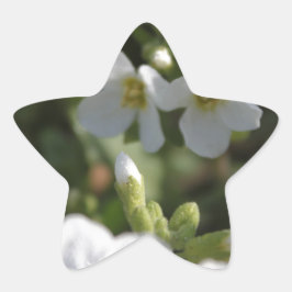 Adesito Estrela Flores brancas frescas do Verão e folhas verdes