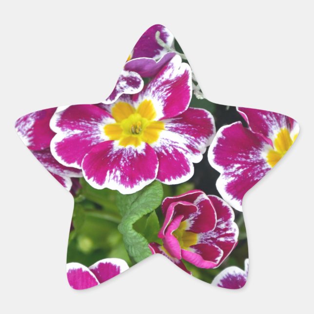 Adesito Estrela Flores roxas e amarelas do gênero primrose (Frente)