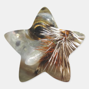 Adesito Estrela Foto do Rainbow Trout