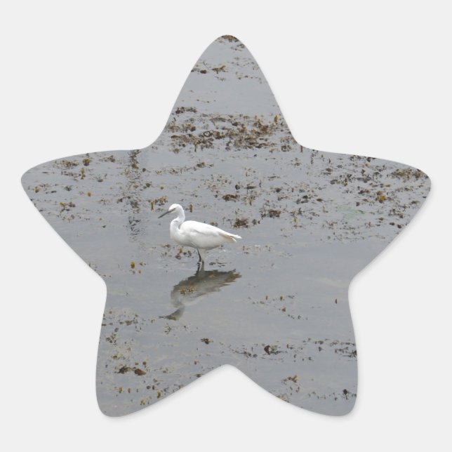 Adesito Estrela Garça-branca-pequena (Frente)