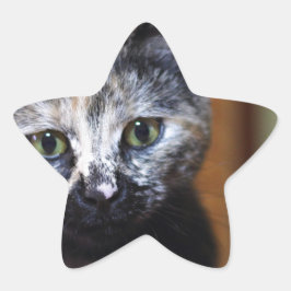 Adesito Estrela Gatinho branco e preto