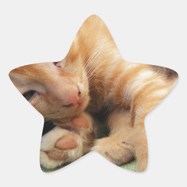 Adesito Estrela Gatinho De Gelado De Tigre (Frente)