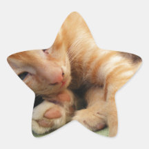 Gatinho De Gelado De Tigre