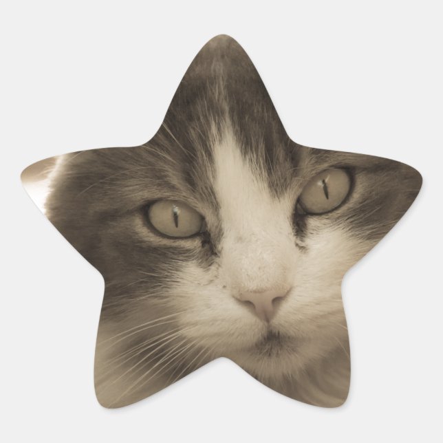 Adesito Estrela Gato bonito em estilo Sepia (Frente)