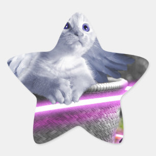 Adesito Estrela gato-do-anjo