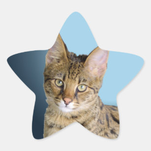 Adesito Estrela Gato do savana