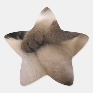 Adesito Estrela Gêmeos Acariciam Gato Filhote Siamês Fofo