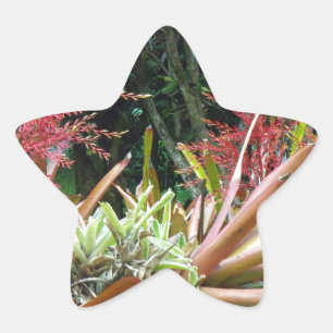 Adesito Estrela Grande Ilha do Pau das Estrelas do Jardim Botânic