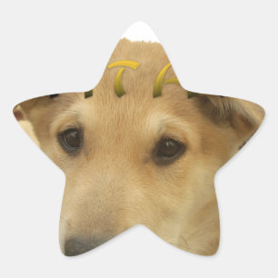 Adesito Estrela "Hakuna Matata Pup" - Amor Sem Preocupação