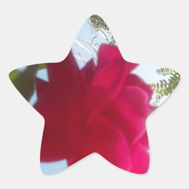 Adesito Estrela Heavenly Bloom: Um Rosa Contra o Céu (Frente)