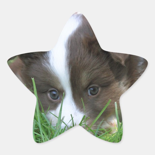 Adesito Estrela Islandhund (Frente)