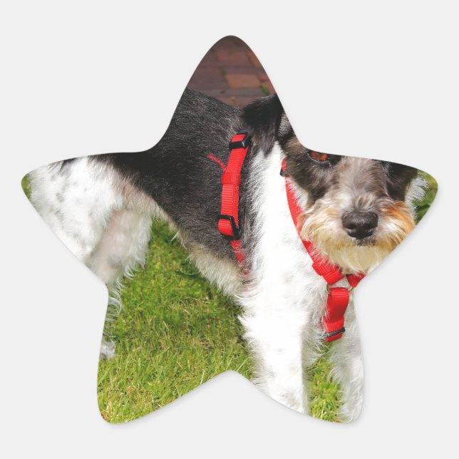 Adesito Estrela jack russel terrier (Frente)