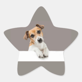 Adesito Estrela Jack Russell Puppy Sweet Adorable Baby
