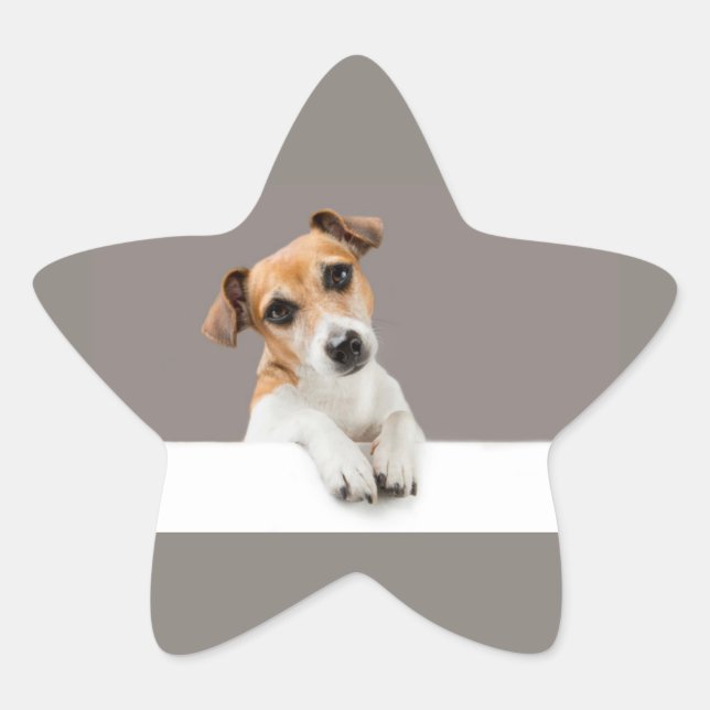 Adesito Estrela Jack Russell Puppy Sweet Adorable Baby (Frente)