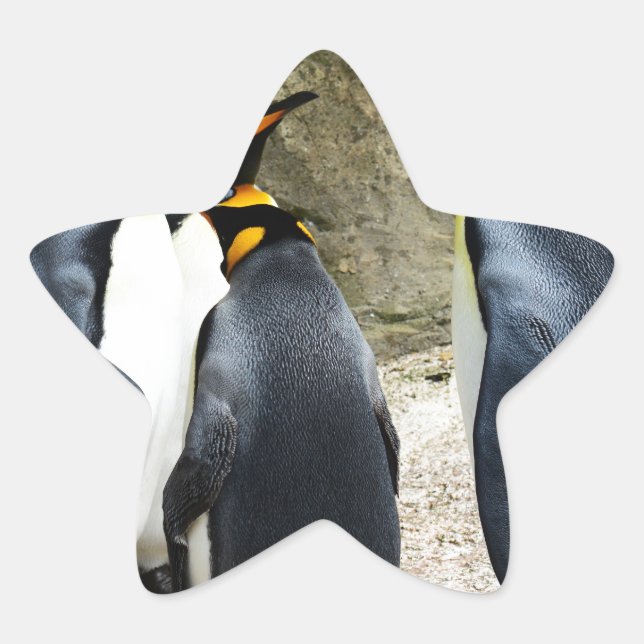 Adesito Estrela King Penguin (Frente)