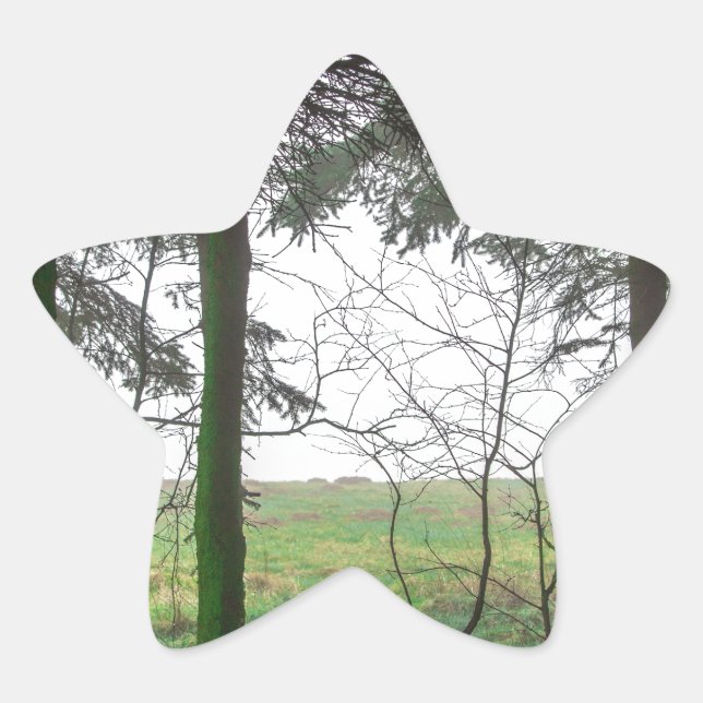 Adesito Estrela Limpeza da floresta no nevoeiro (Frente)