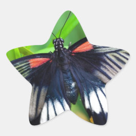 Adesito Estrela Linda borboleta negra, branca e vermelha