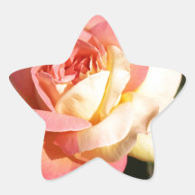 Linda flor de rosa rosa e amarela. Floral