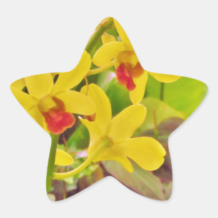 Adesito Estrela Lindas orquídeas de outono amarelas