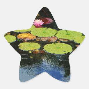 Adesito Estrela Lótus rosa na chuva