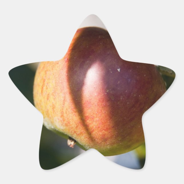 Adesito Estrela Maçã (Frente)
