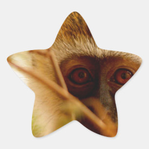 Adesito Estrela Macaco atrevido.